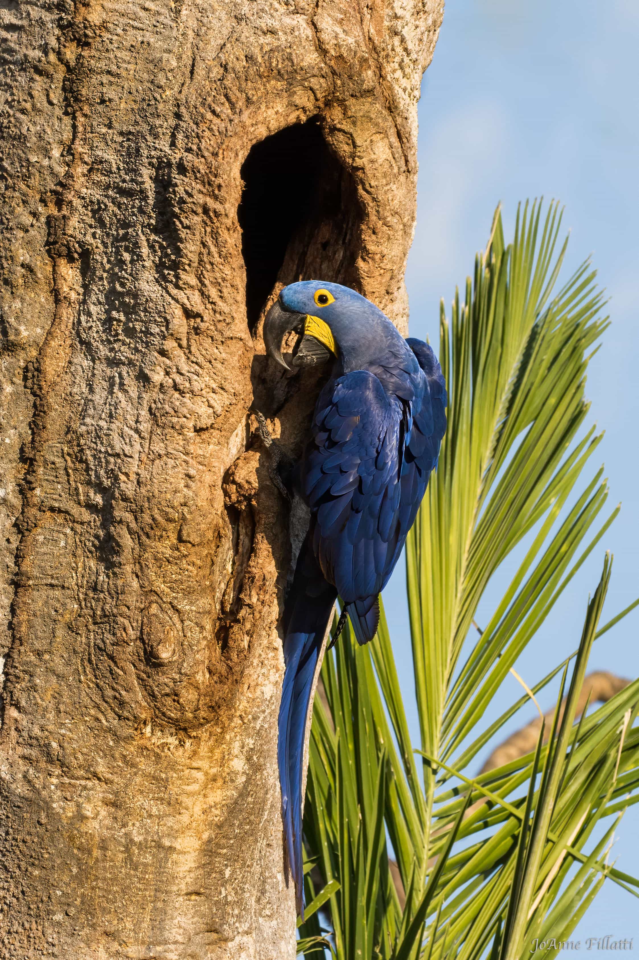 bird of brazil image 16